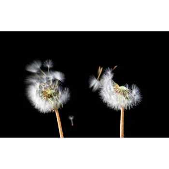 Fresh Tropical Flower